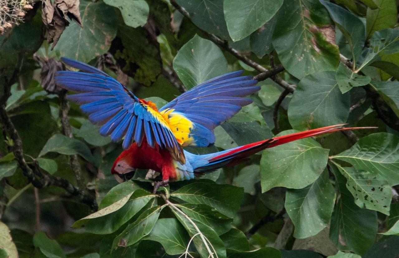 Macaw Lodge Carara